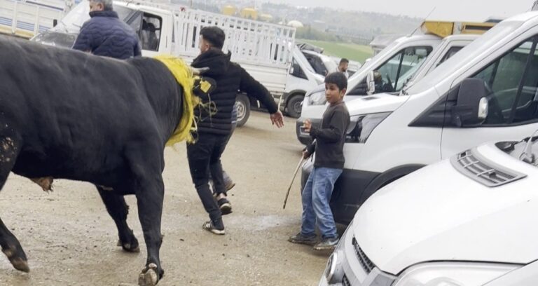 Yularını koparan kurbanlık boğa pazar yerini birbirine kattı