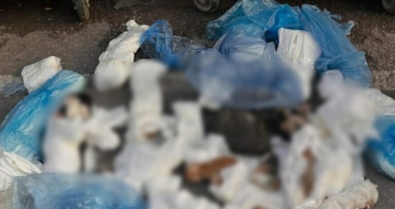 İzmir’de meyyit bulunan 33 kedi… Veteriner adliyede