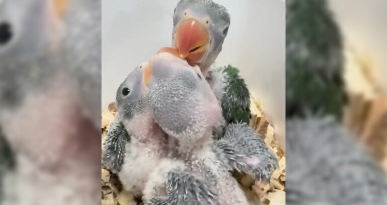 3 yavru İskender papağanı kaçakçılardan kurtarıldı