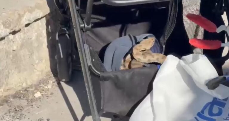 Şanlıurfa’da bebek otomobiline yılan girdi