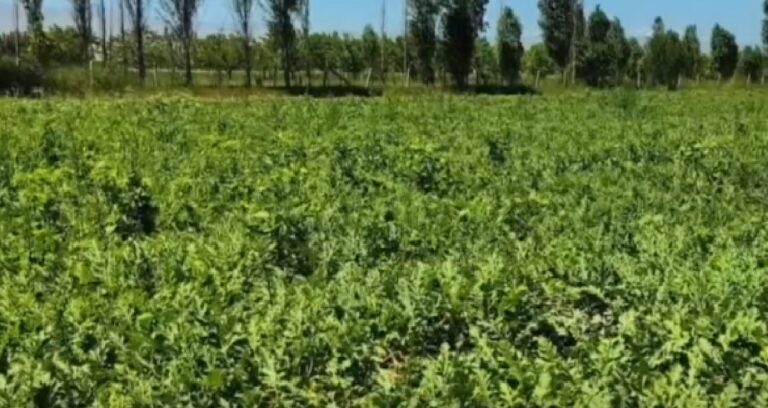 Doğu Anadolu’da birinci hasat başladı: Pazarlara yola çıktı