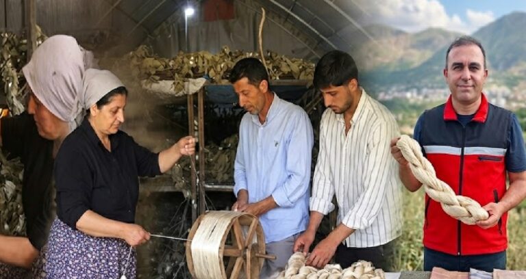 Kilosu altın pahasında: Hasadı başladı 12 ton rekolte bekleniyor