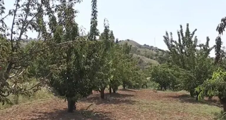 İsmine özel türküsü bile var: Donsuzluk hasadı coşturdu