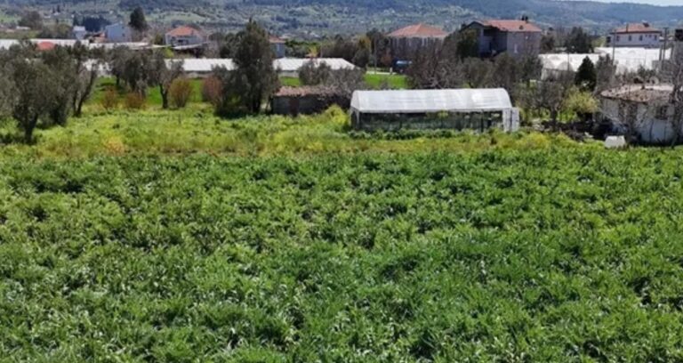 İzmir’de hasat edildi Ankara’ya gönderildi: NATO doruğunun gözdesi oldu