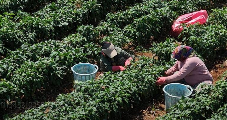 Ağlaya ağlaya hasat ediyorlar: Tarlada 50 lira, pazarda 80 lira