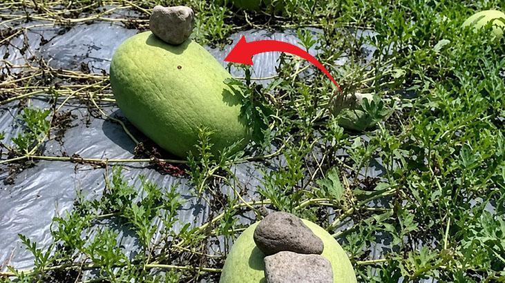 Karpuzun üstüne taş koyuyorlar! Çinlilerin tek bir hamlesinde yüzyıllık tarım bilgisi var