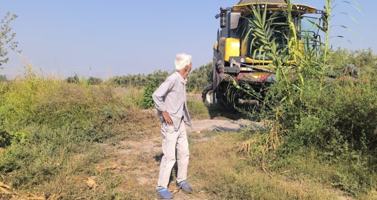 Tarlaya adımını atan perişan oldu
