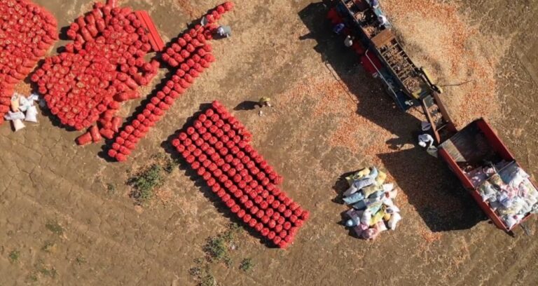 Çuval çuval hasat edilmeye başlandı: Türkiye’nin her yerine gönderilecek