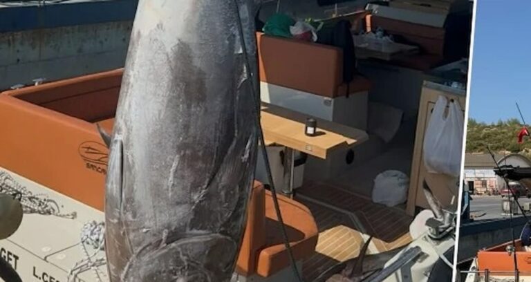 İzmir’de denizden oltayla 55 dakika süren gayret sonunda bu dev üzere canavarı yakaladı