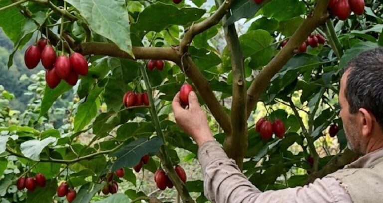 Domatesler salkım salkım ağaçtan hasat ediliyor: Kilosu çok değerli