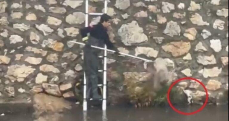 Gemlik’teki minik kedinin mucize kurtarılışı kamerada!