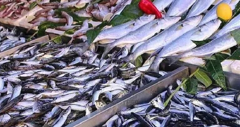 Hamsiden 2 kat fazla omega-3 sağlıyor: Tezgahın üstün balığı değişti