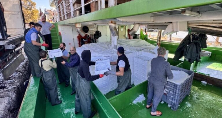 Rüzgar durdu ağlar doldu: Kasa kasa yüklediler İstanbul’a gönderdiler!