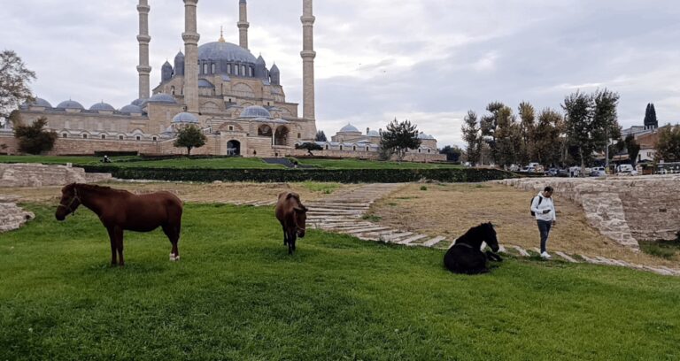 Selimiye Mescidi meydanını atlar bastı