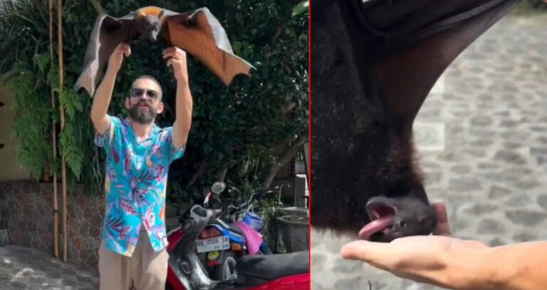Türk Youtuber’ı en tehlikeli yarasa ısırdı: Herkesi COVID-19 korkusu sardı